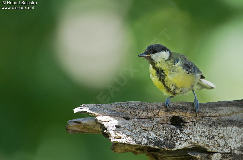 Great Tit