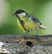 Great Tit