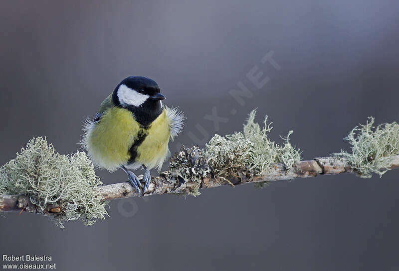 Mésange charbonnière