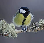 Mésange charbonnière