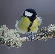 Great Tit