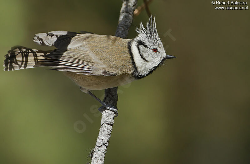 Mésange huppée