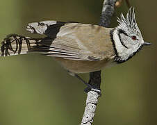 European Crested Tit