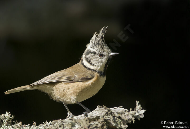 Mésange huppée