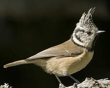 Mésange huppée