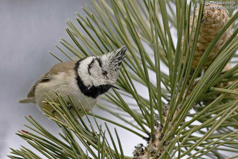 Mésange huppée