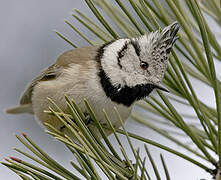 European Crested Tit