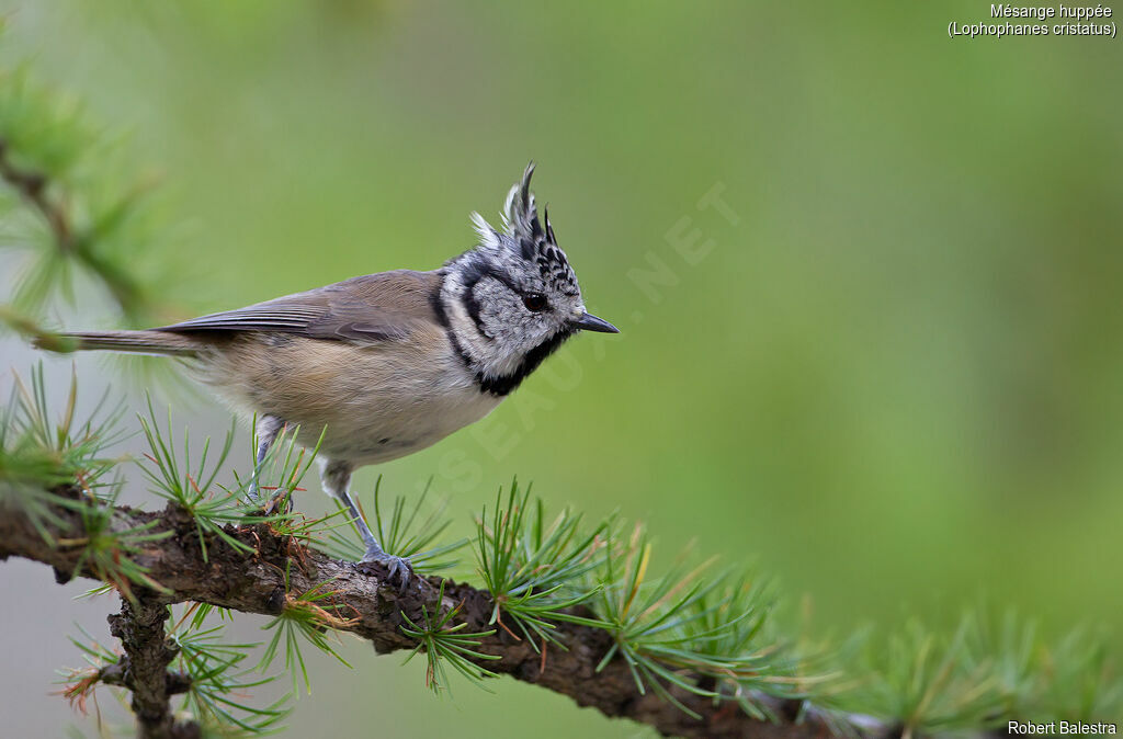 Mésange huppée