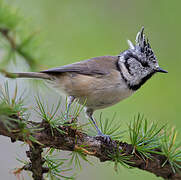 Crested Tit