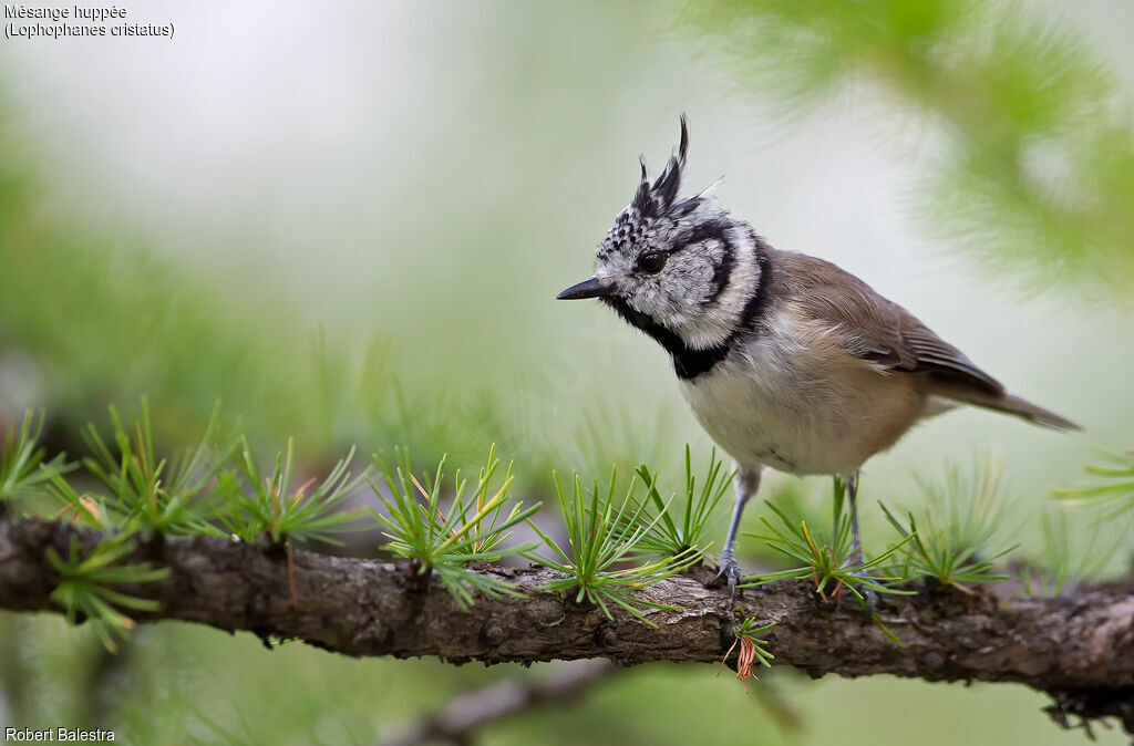 Mésange huppée