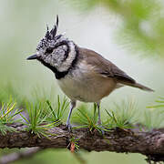 European Crested Tit