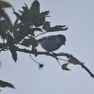 Mésange indienne
