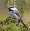 Mésange lapone