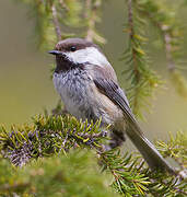 Grey-headed Chickadee