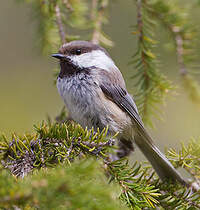 Mésange lapone