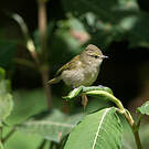 Mésange modeste