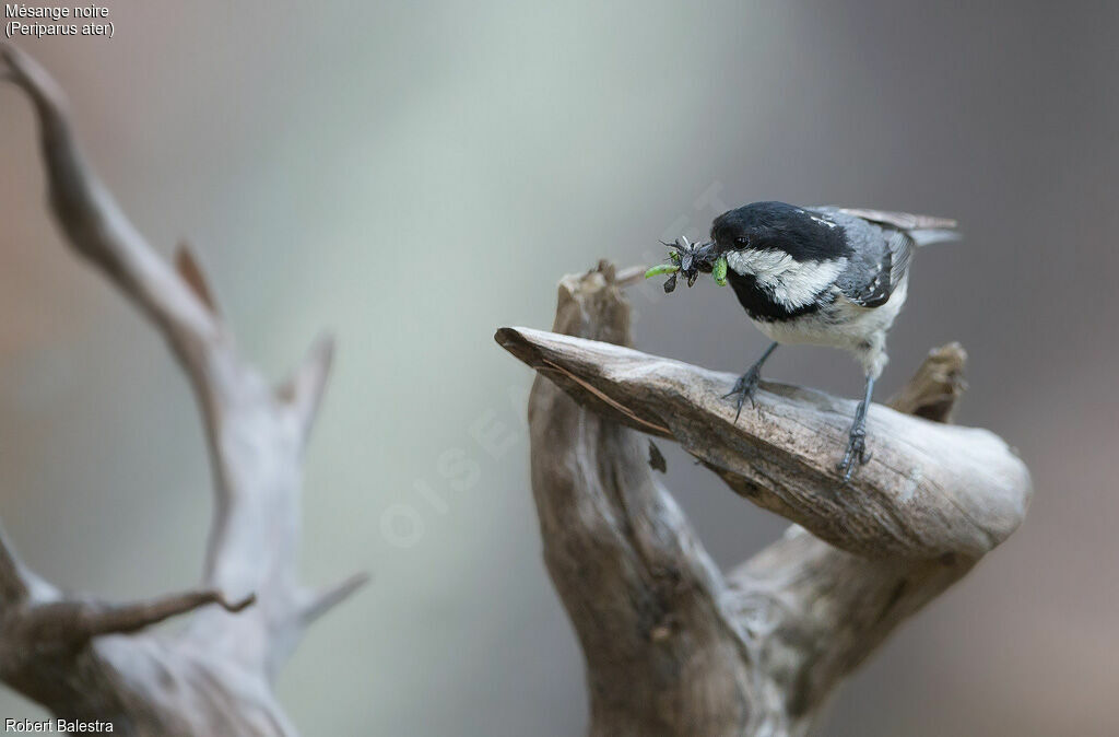 Mésange noire