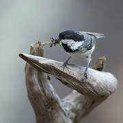 Coal Tit