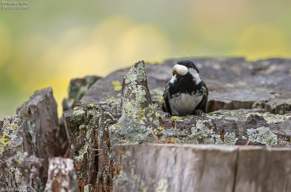 Mésange noire