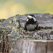 Coal Tit