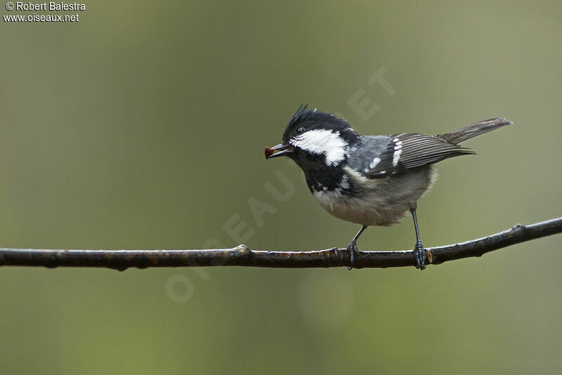 Coal Tit