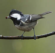 Coal Tit