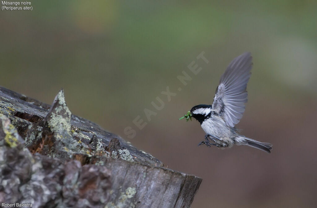 Coal Tit