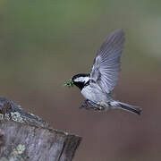 Coal Tit