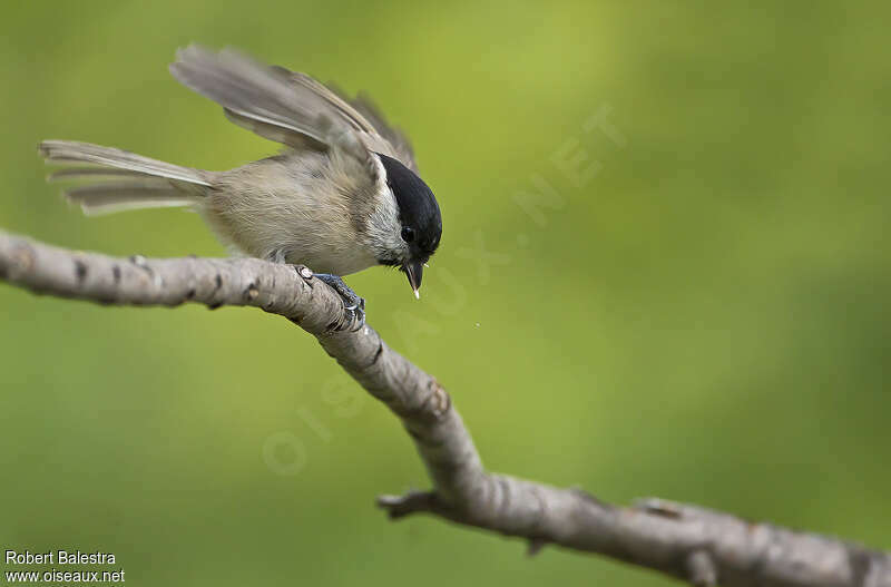 Marsh Tit, pigmentation, Behaviour