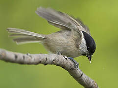 Marsh Tit