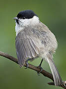 Marsh Tit