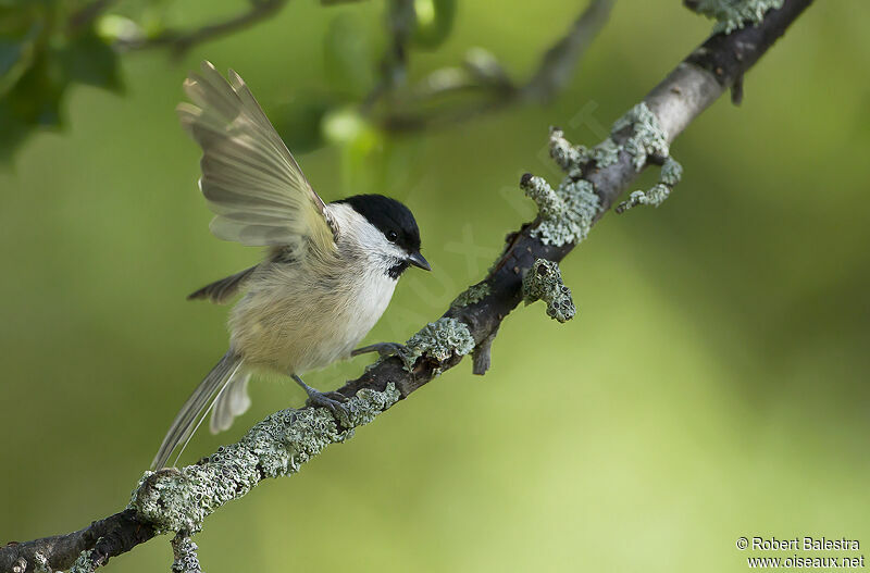 Marsh Tit