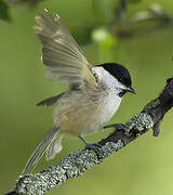 Marsh Tit