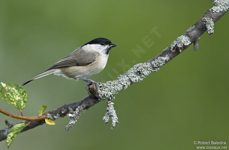 Marsh Tit