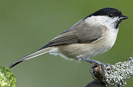 Marsh Tit