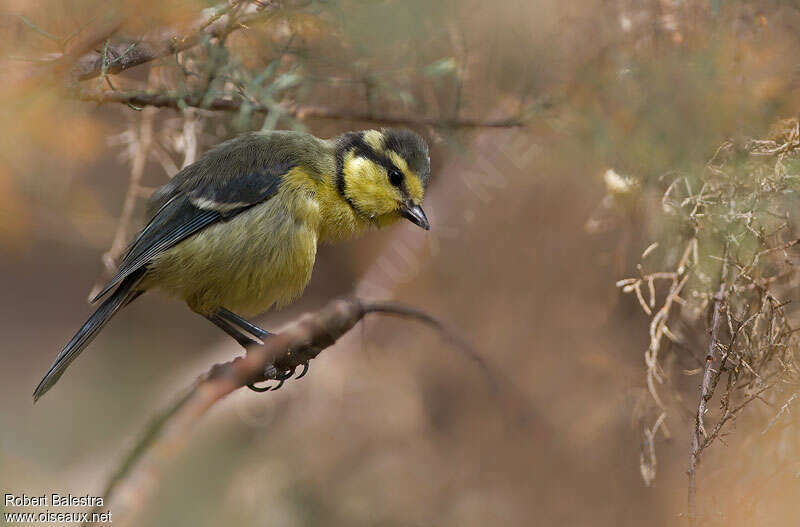 Mésange nord-africainejuvénile, identification