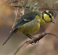 African Blue Tit