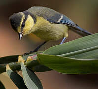 African Blue Tit