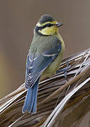 African Blue Tit