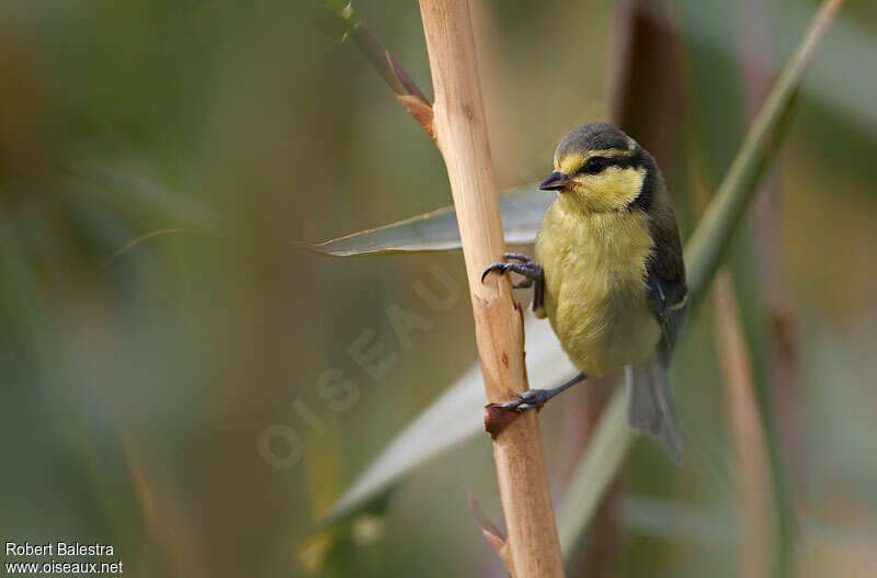 Mésange nord-africainejuvénile, portrait