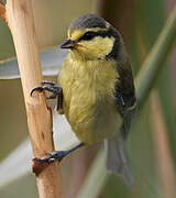 African Blue Tit