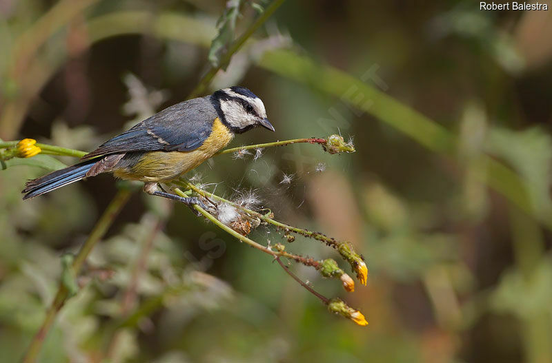 Mésange nord-africaine