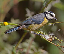 African Blue Tit