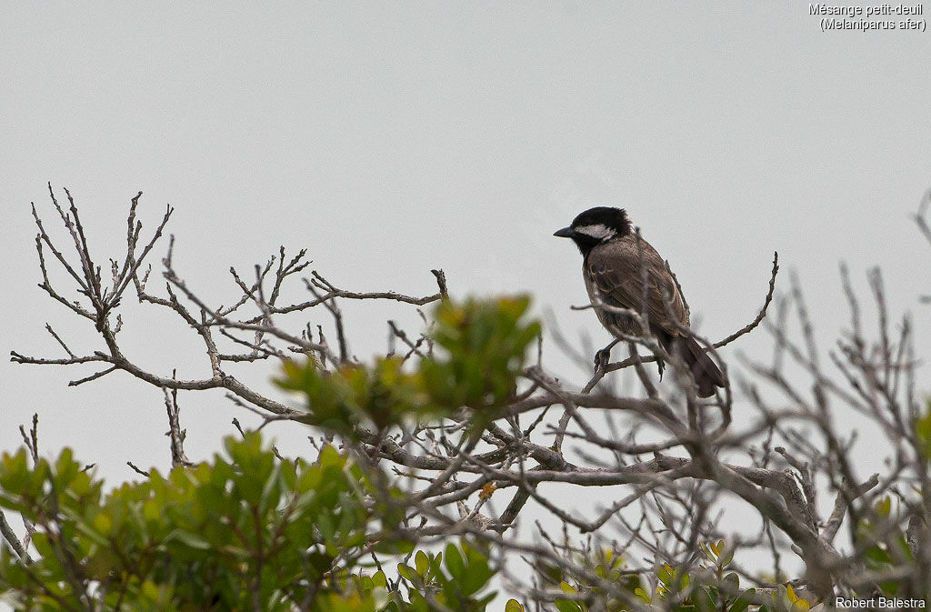 Mésange petit-deuil