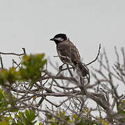 Grey Tit