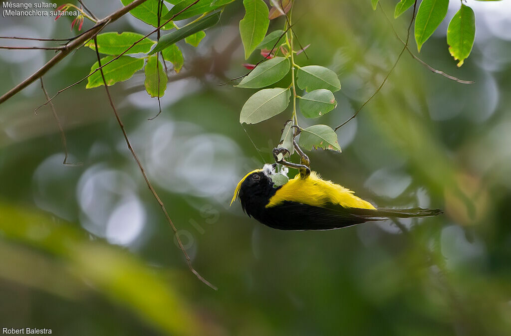 Mésange sultane