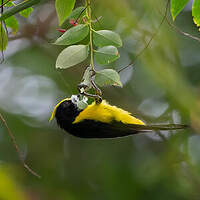 Mésange sultane