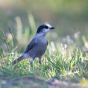 Grey Jay