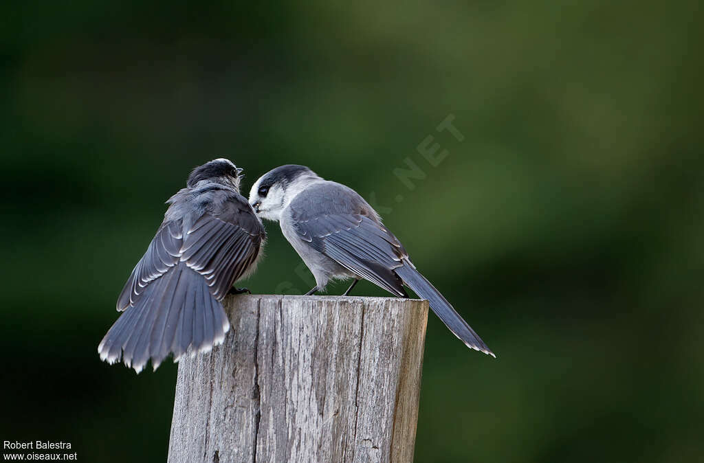 Grey Jay, eats