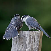 Grey Jay